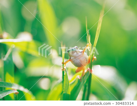 frog 30483314