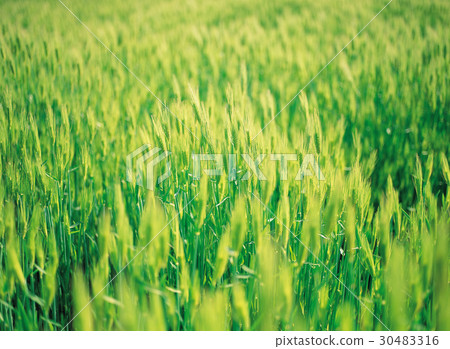 barley field 30483316