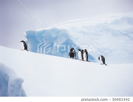 Gentoo penguins, Antarctica 30483342