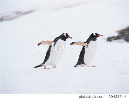 Gentoo penguins, Antarctica Gentoo penguins, Antarctica 30483344