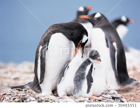 Gentoo penguins, Antarctica 30483351