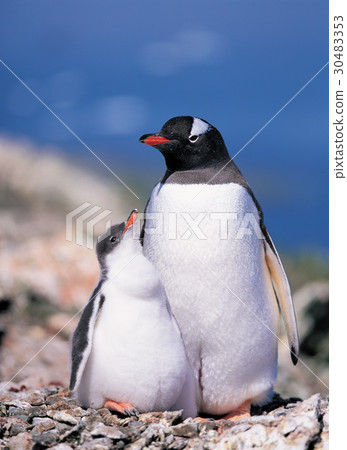 Gentoo penguins, Antarctica 30483353