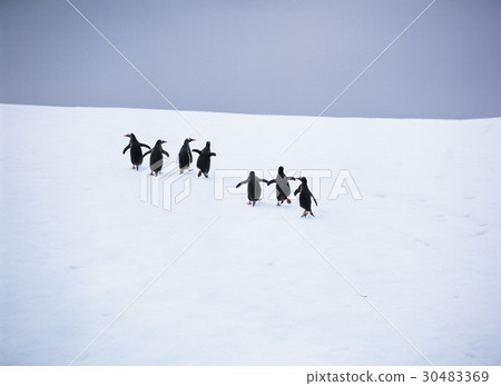 Gentoo penguins, Antarctica Gentoo penguins, Antarctica 30483369
