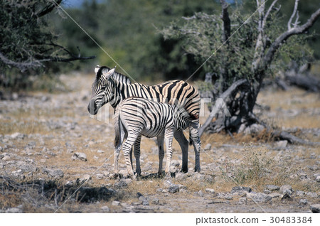 zebra zebra 30483384