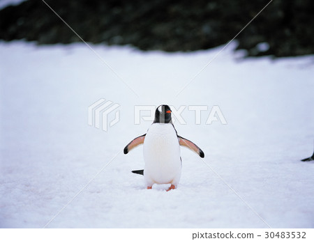 Gentoo penguins, Antarctica Gentoo penguins, Antarctica 30483532