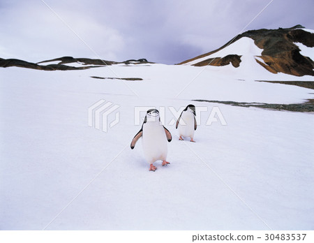 췬Strip Penguin, Antarctica 췬Strip Penguin, Antarctica 30483537