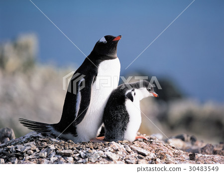 Gentoo penguins, Antarctica Gentoo penguins, Antarctica 30483549