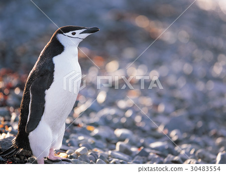 Chinchilla penguins, Antarctica Chinchilla penguins, Antarctica 30483554