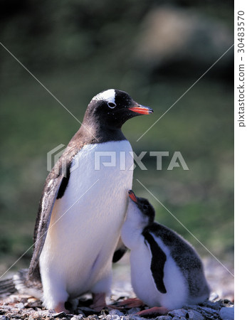 Gentoo penguins, Antarctica Gentoo penguins, Antarctica 30483570