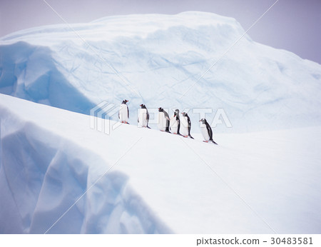 Gentoo penguins, Antarctica 30483581