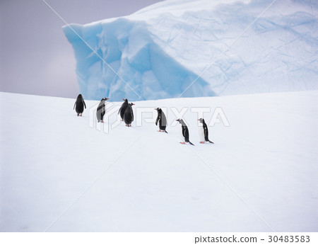 Gentoo penguins, Antarctica 30483583