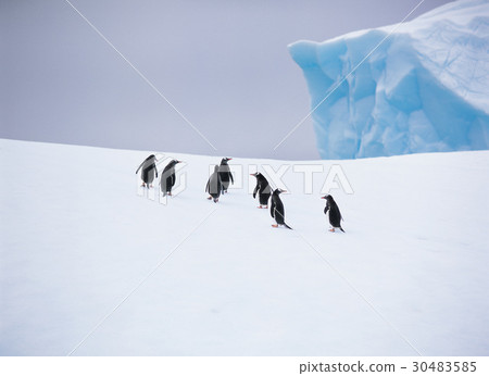Gentoo penguins, Antarctica Gentoo penguins, Antarctica 30483585