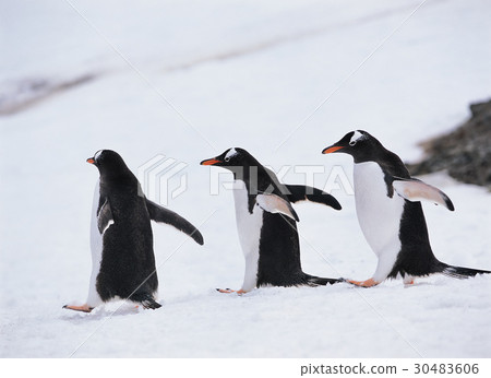 Gentoo penguins, Antarctica 30483606