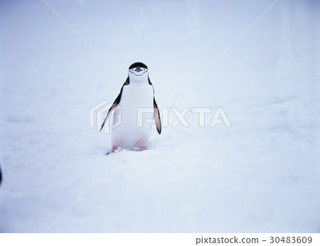 췬Strip Penguin, Antarctica 췬Strip Penguin, Antarctica 30483609