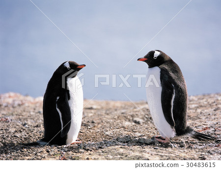 Gentoo penguins, Antarctica 30483615