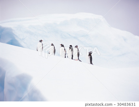 Gentoo penguins, Antarctica 30483631