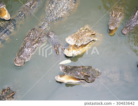 鱷魚，泰國 30483642