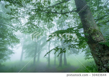 Fantasy foggy forest Fantasy foggy forest 30483644