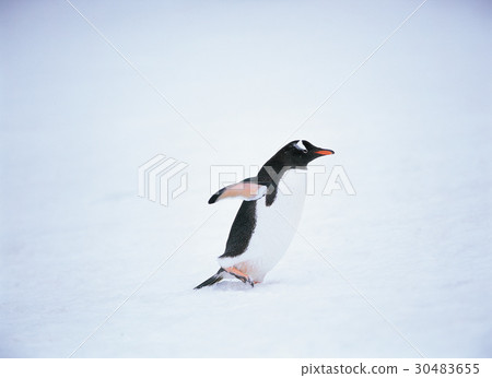 Gentoo penguins, Antarctica Gentoo penguins, Antarctica 30483655