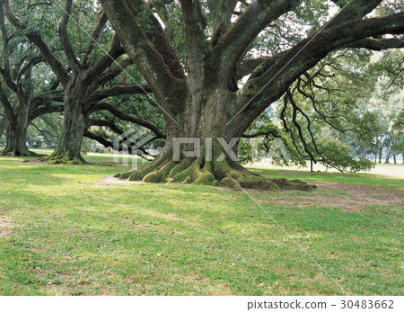 新奧爾良，美國 30483662