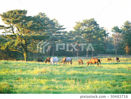 濟州島 濟州島 30483716
