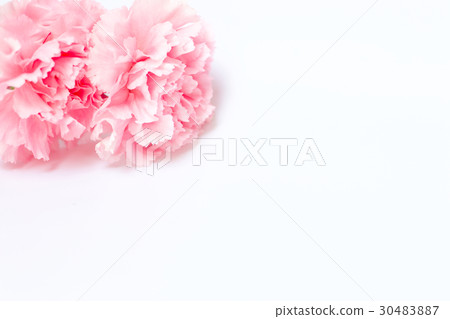 Pink carnation on white background Pink carnation on white background 30483887