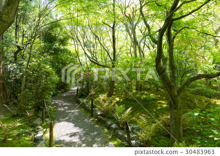 新鮮的綠色 - 寶庫 新鮮的綠色 - 寶庫 30483963