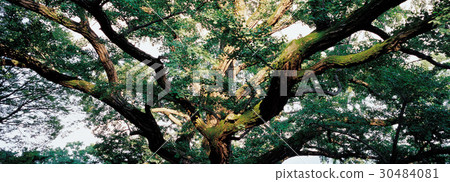 Ginkgo，Jongam，Joan-myeon，Namyangju-si，Gyeonggi-do 30484081