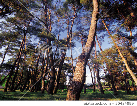 Pine, Sosu Seowon, Youngju, Gyeongbuk 30484099