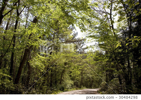 濟州島濟州島森林公路 濟州島濟州島森林公路 30484298