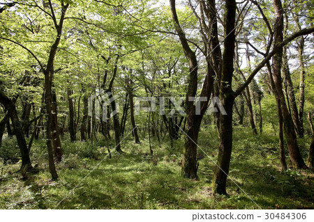 The Forest Road, Jeju City, Jeju Island 30484306