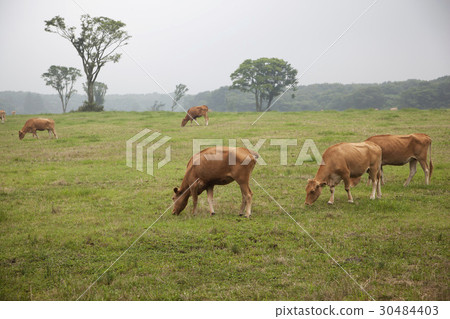 Small, Jeju Island 30484403