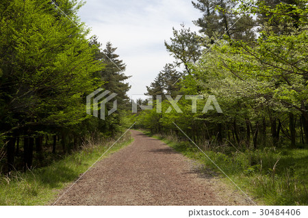 濟州島濟州島森林公路 30484406