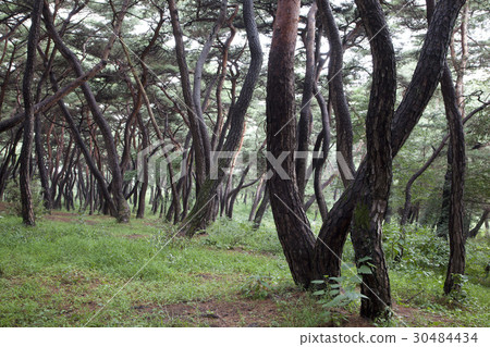 Pine, Gyeongju Baedong, Samryung (Historic Site No. 219), Gyeongju, Gyeongbuk 30484434