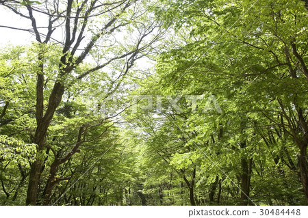 濟州島濟州島森林公路 30484448