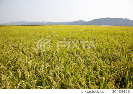 Rice, Gyeongju city, Gyeongbuk Rice, Gyeongju city, Gyeongbuk 30484456