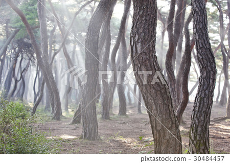 Pine, Gyeongju Baedong, Samryung (Historic Site No. 219), Gyeongju, Gyeongbuk Pine, Gyeongju Baedong, Samryung (Historic Site No. 219), Gyeongju, Gyeongbuk 30484457