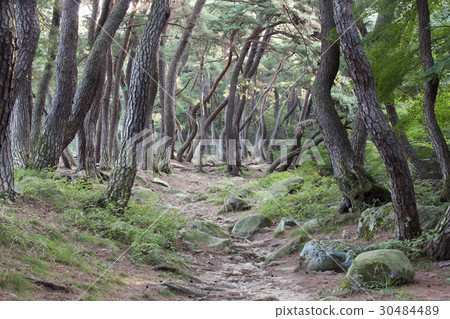 Pine, Gyeongju Baedong, Samryung (Historic Site No. 219), Gyeongju, Gyeongbuk Pine, Gyeongju Baedong, Samryung (Historic Site No. 219), Gyeongju, Gyeongbuk 30484489