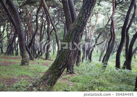 Pine, Gyeongju Baedong, Samryung (Historic Site No. 219), Gyeongju, Gyeongbuk 30484495