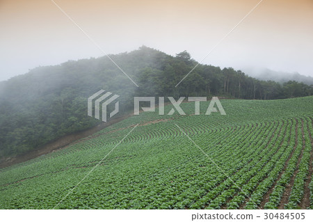 Chinese cabbage field, Anbendegi, Wangsan-myeon, Gangneung-si, Gangwon-do 30484505
