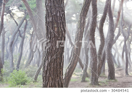 Pine, Gyeongju Baedong, Samryung (Historic Site No. 219), Gyeongju, Gyeongbuk 30484541