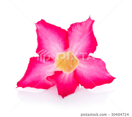 Pink Desert Rose Flower on white background 30484724