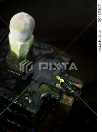 young plant of new seed born and grow up  30485367