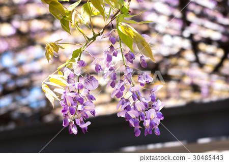 紫藤花 紫藤花 30485443