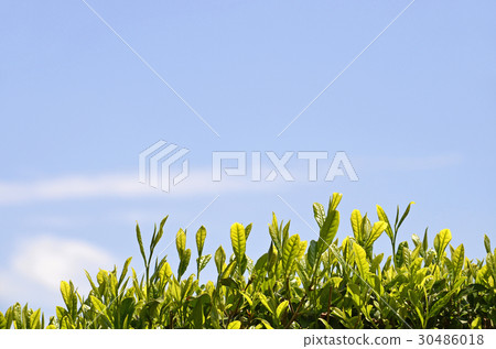 Tea plantation 30486018