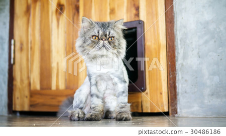 Gray striped Persian cat sitting in front of a door. 30486186