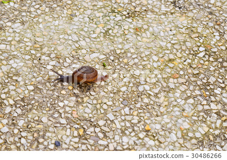 snail on gravel background 30486266