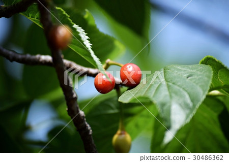 Cherries 30486362