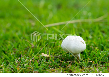 white mushroom with green grass 30486570