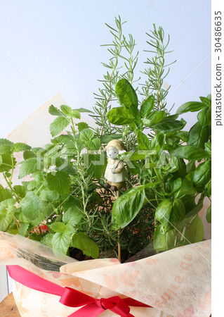 種植廚房草藥 30486635